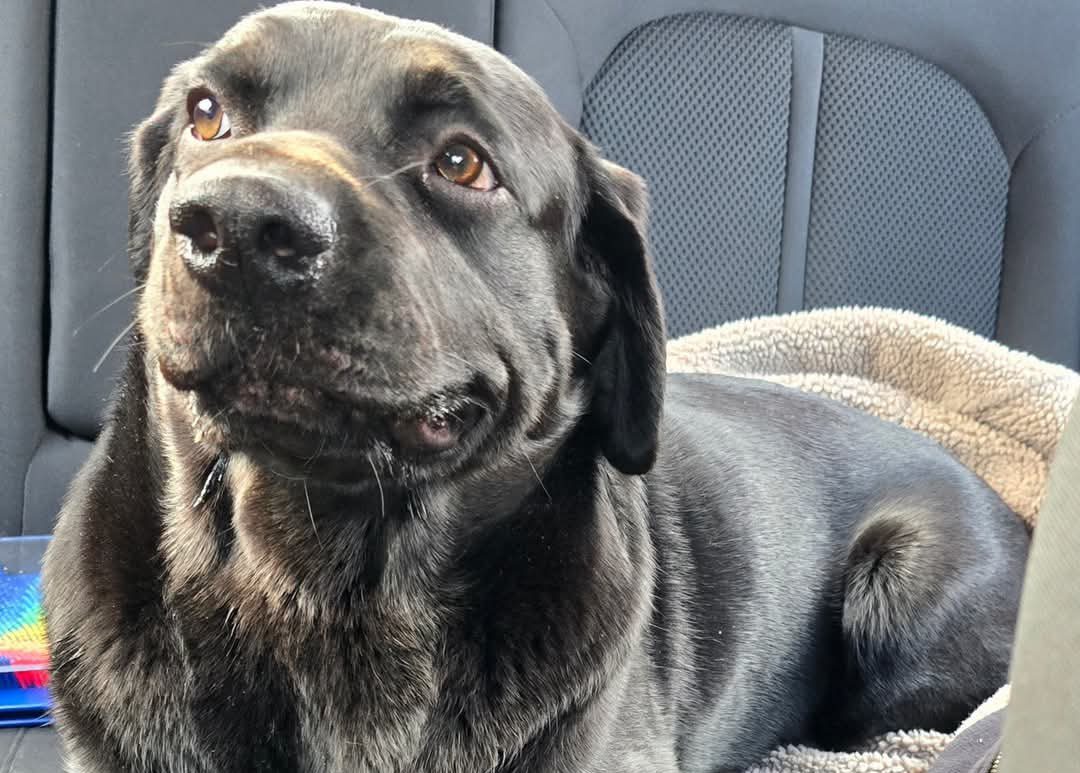 A large black dog with a shiny coat lies comfortably on the back seat of a car, resting its front paws and looking up with a relaxed, content expression. A soft blanket is beside the dog.